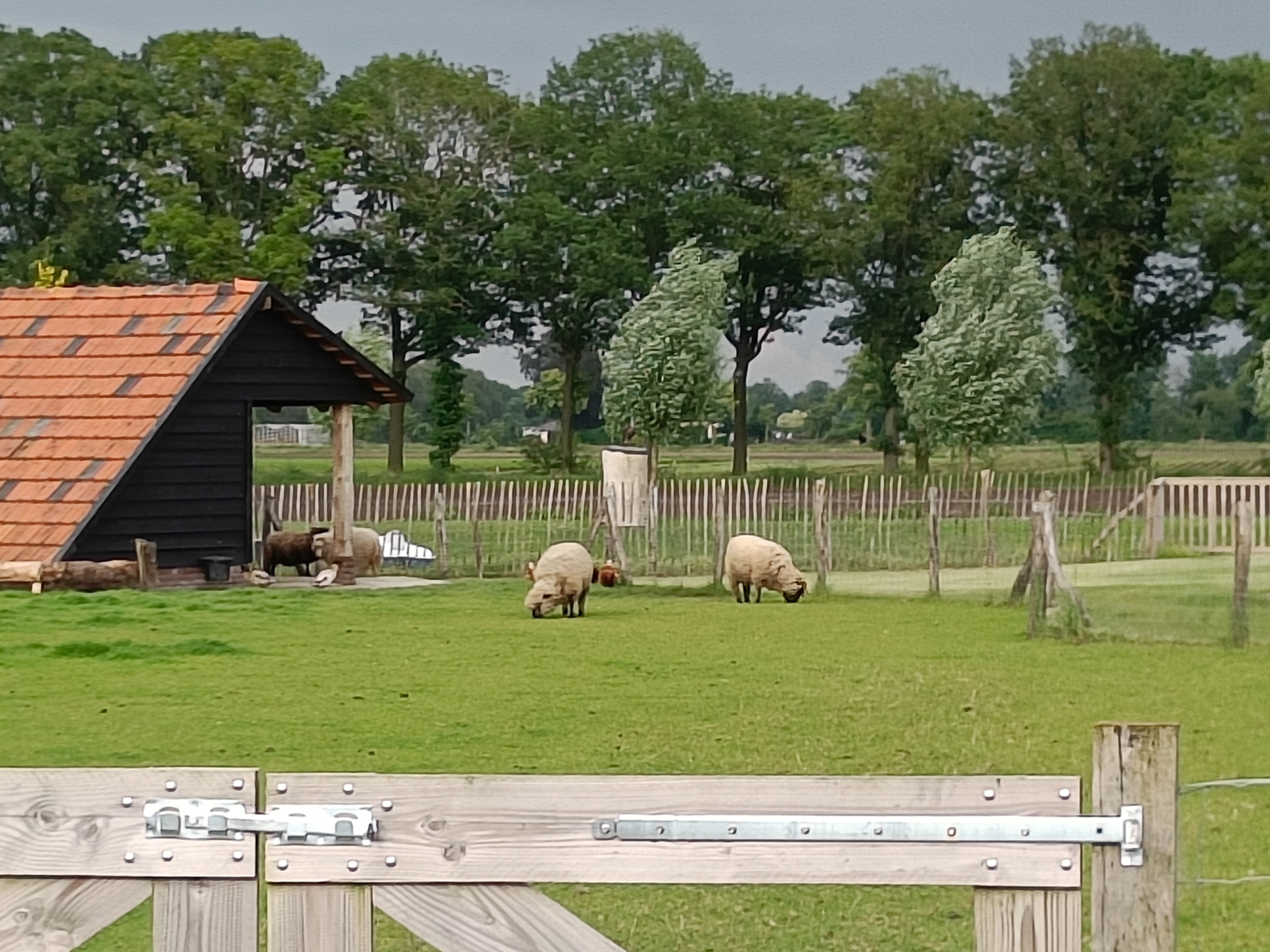 Afbeelding bij blog: Schapen scheren